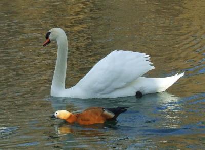 Прикрепленное изображение: 006.jpg